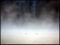 Picture Title - Loons in the Mist