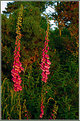 Picture Title - Foxgloves