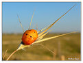 Picture Title - Orange bug