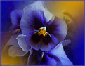 Picture Title - Party Pansy