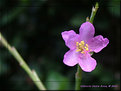 Picture Title - Miini Wild flower