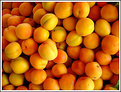 Picture Title - Apricots / Damascos