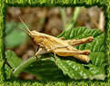 Picture Title - Gold locust