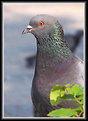 Picture Title - --Pigeon--