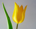 Picture Title - Tulip