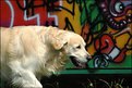 Picture Title - Urban Dog