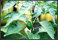 Picture Title - Baby Habaneros