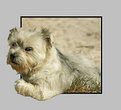 Picture Title - Dune Dog