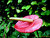 Humid anthurium