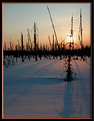 Picture Title - Black Spruce at Dawn