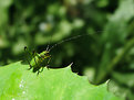 Picture Title - Little green bug