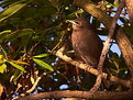 Picture Title - Starling in Sunlight