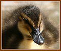 Picture Title - Ducky