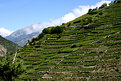Picture Title - highest vineyard of Europe