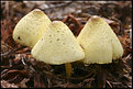 Picture Title - Yellow Fungi #2.