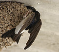 Picture Title - Mother swallow