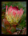 Picture Title - Protea eximia