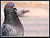 --Pigeon-- (2)