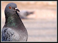 Picture Title - --Pigeon-- (2)
