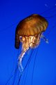 Picture Title - Jellyfish