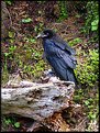 Picture Title - American Crow