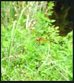 Picture Title - Little Dragonfly