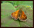 The Orange Moth
