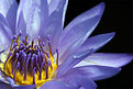Picture Title - Purple Lily