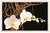 Phalaenopsis Orcid