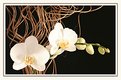 Picture Title - Phalaenopsis Orcid