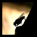 Picture Title - Thursty fly
