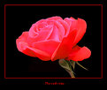 Picture Title - The red rose