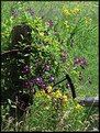 Picture Title - Wheel Garden