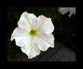 Picture Title - Flower