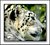 Snow Leopard Profile.