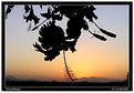 Picture Title - Sunset Blooms