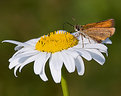 Picture Title - Moth on Flower