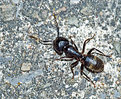 Picture Title - The Ant