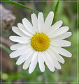Picture Title - Daisy on Green
