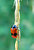 Ladybird