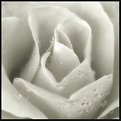 Picture Title - Dewy Rose.