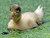 Quack!