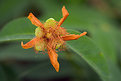 Picture Title - a faded beauty