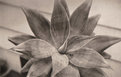 Picture Title - succulent