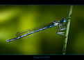 Picture Title - Dragonfly of Blue