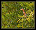 Picture Title - Green Heron in a Green Tree