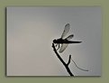 Picture Title - Dragon fly