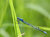 azul y verde
