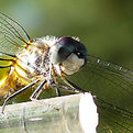 Picture Title - Old Man Face Dragonfly