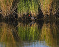 Picture Title - Moorhen in Marsh